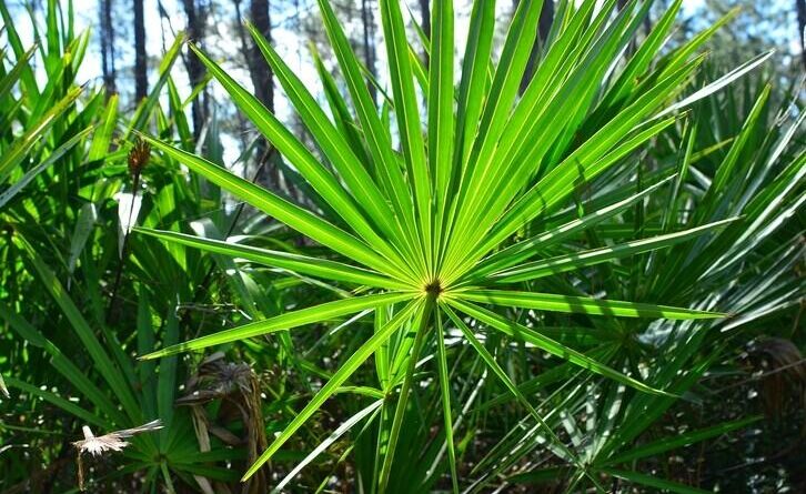 Saw palmetto Side Effects Blood Pressure